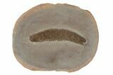 Fossil Polychaete Worm (Astreptoscolex) Pos/Neg - Illinois #147832-2